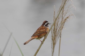 2024年6月1日(土) 高浜干拓地(茨城県)の野鳥観察記録