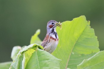 Tue, 6/4/2024 Birding report at 札幌モエレ沼公園