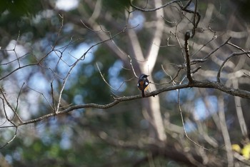 2019年1月13日(日) きずきの森(北雲雀きずきの森)の野鳥観察記録