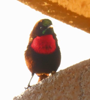 Scarlet-chested Sunbird ヴィクトリアフォールズ Mon, 5/27/2024