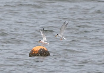 Sun, 6/2/2024 Birding report at 大阪府