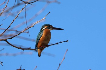 カワセミ 場所が不明 2019年1月14日(月)