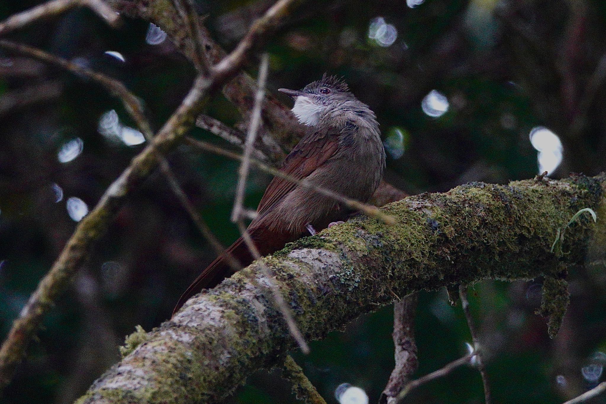 Ochraceous Bulbul