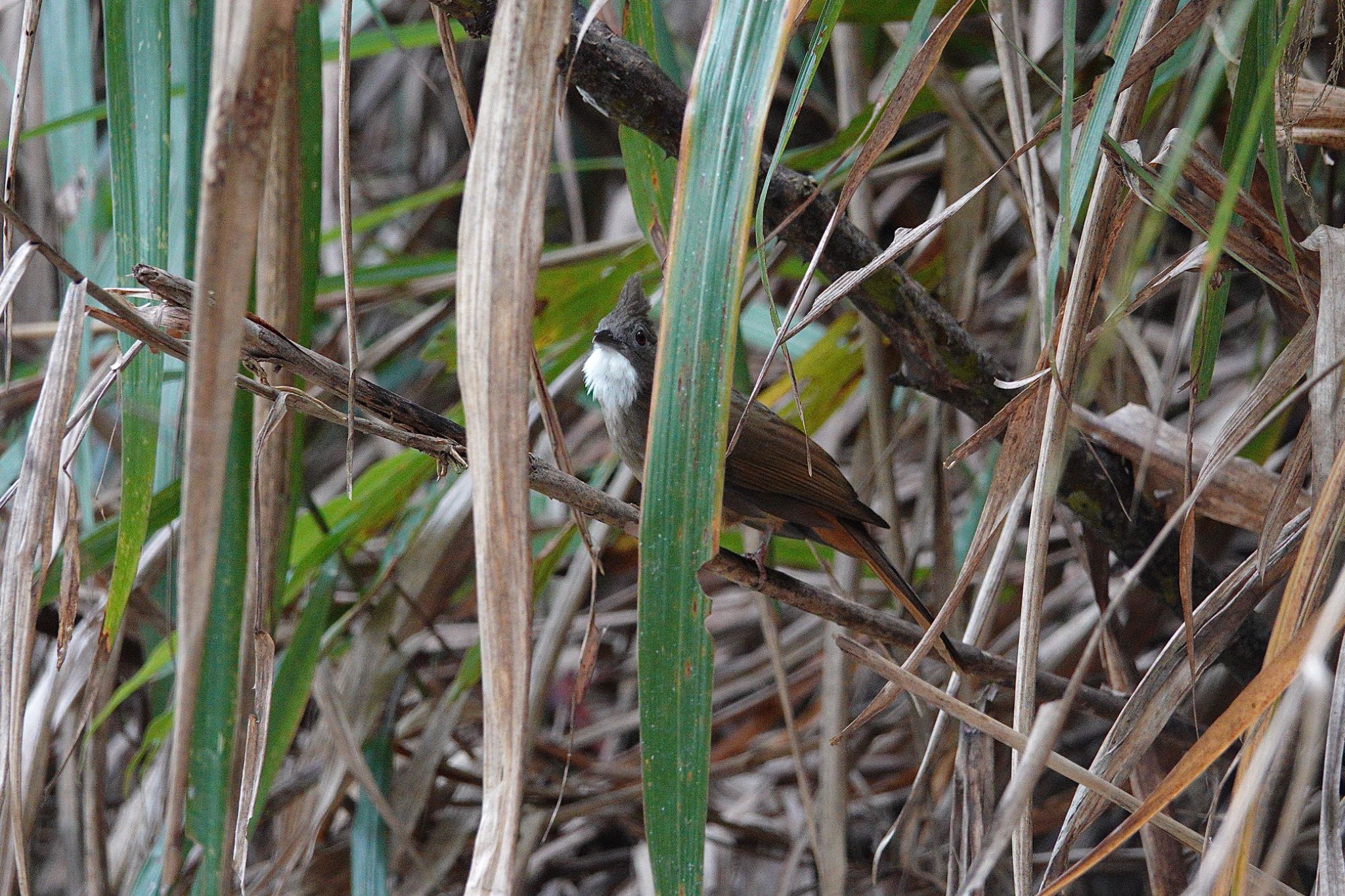 Ochraceous Bulbul