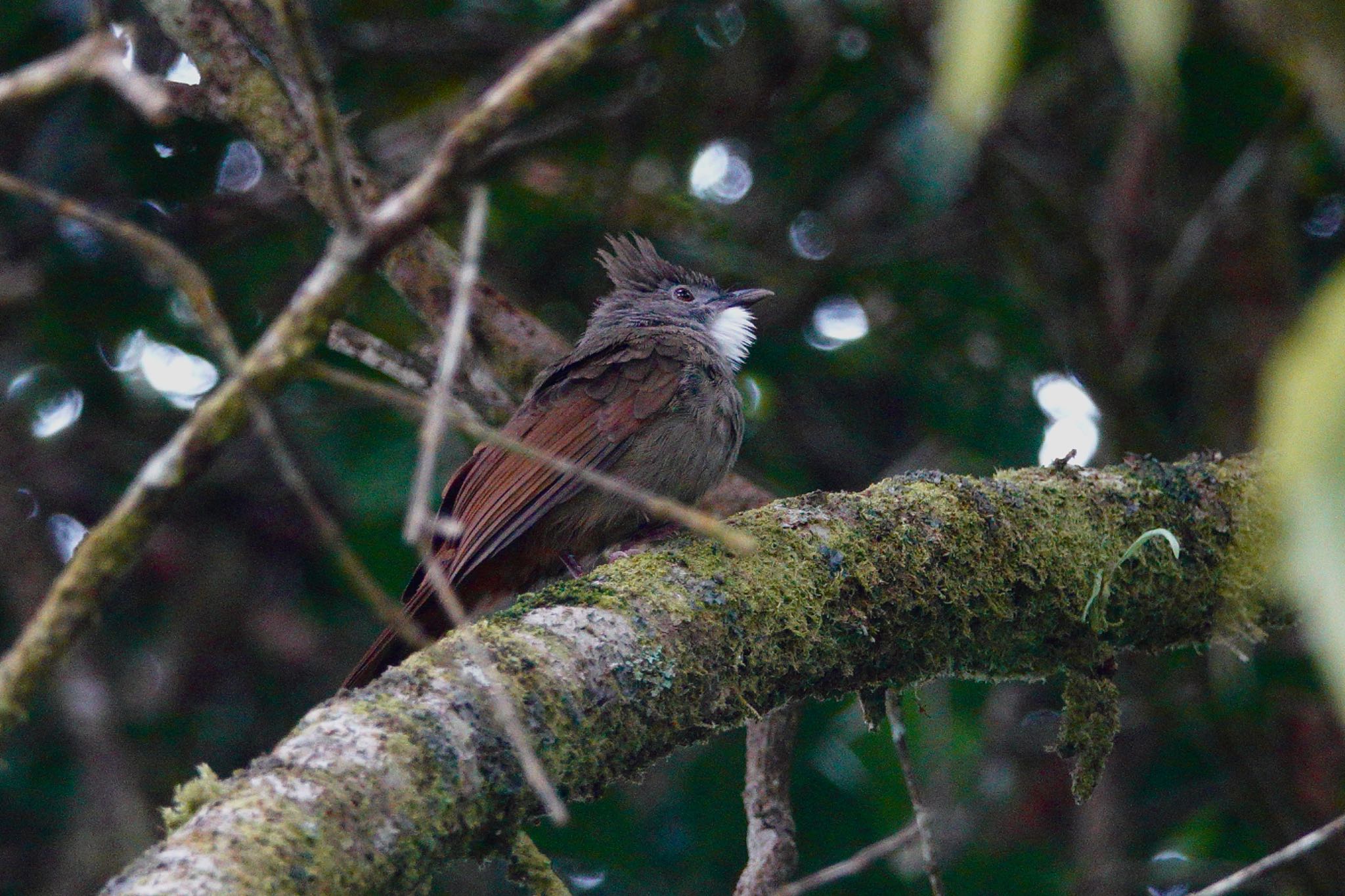 Ochraceous Bulbul