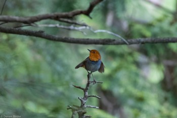 Sat, 6/1/2024 Birding report at 刈込湖