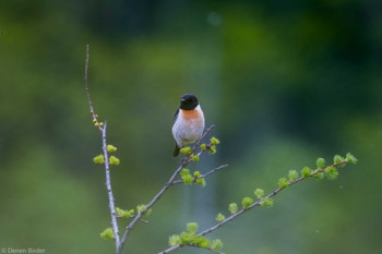 Sat, 6/1/2024 Birding report at Senjogahara Marshland