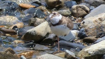 2024年6月1日(土) 鴨川の野鳥観察記録