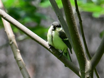 Japanese Tit Kyoto Gyoen Sat, 5/25/2024