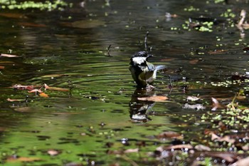 シジュウカラ 京都御苑 2024年5月25日(土)