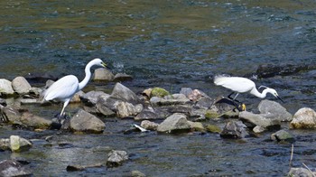 Great Egret 鴨川 Sat, 5/25/2024