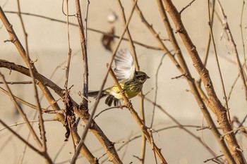 Masked Bunting 平城宮跡 Mon, 1/14/2019