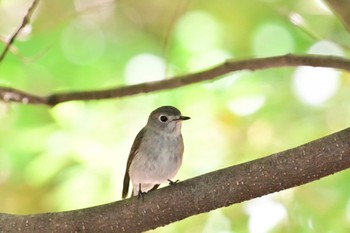 Asian Brown Flycatcher Kyoto Gyoen Sat, 5/25/2024