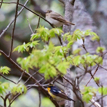 Sun, 5/26/2024 Birding report at 刈込湖