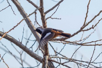 Daurian Redstart 平城宮跡 Mon, 1/14/2019