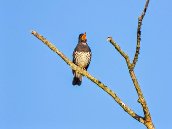 2024年5月11日(土) 富士山麓の野鳥観察記録