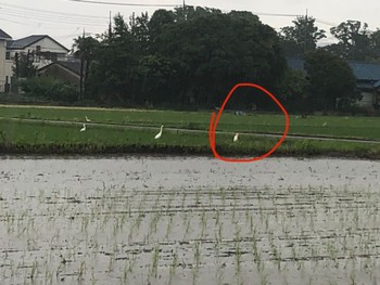 2024年6月3日(月) 大久保農耕地の野鳥観察記録