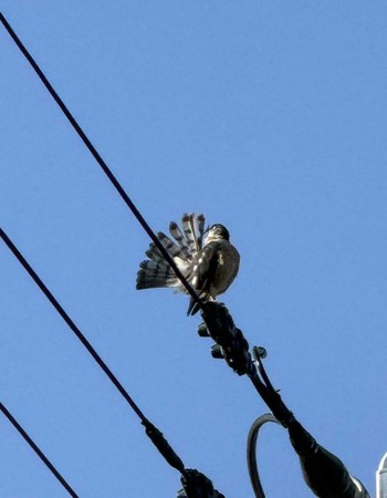 2024年6月5日(水) 徒歩圏内n(23区西部)の野鳥観察記録