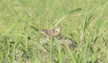 Eurasian Skylark 検見川浜コアジサシ保護区 Wed, 6/5/2024