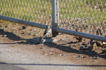 White Wagtail 稲毛海浜公園 Wed, 6/5/2024