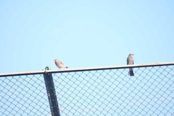 Brown-eared Bulbul 家の近所 Wed, 6/5/2024