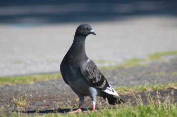 Rock Dove 稲毛海浜公園 Wed, 6/5/2024