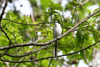 サンショウクイ 長野県 2024年5月24日(金)