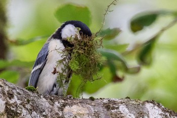 2024年6月4日(火) 羅漢高原の野鳥観察記録