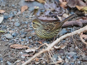 Masked Bunting Rikugien Garden Sun, 1/13/2019