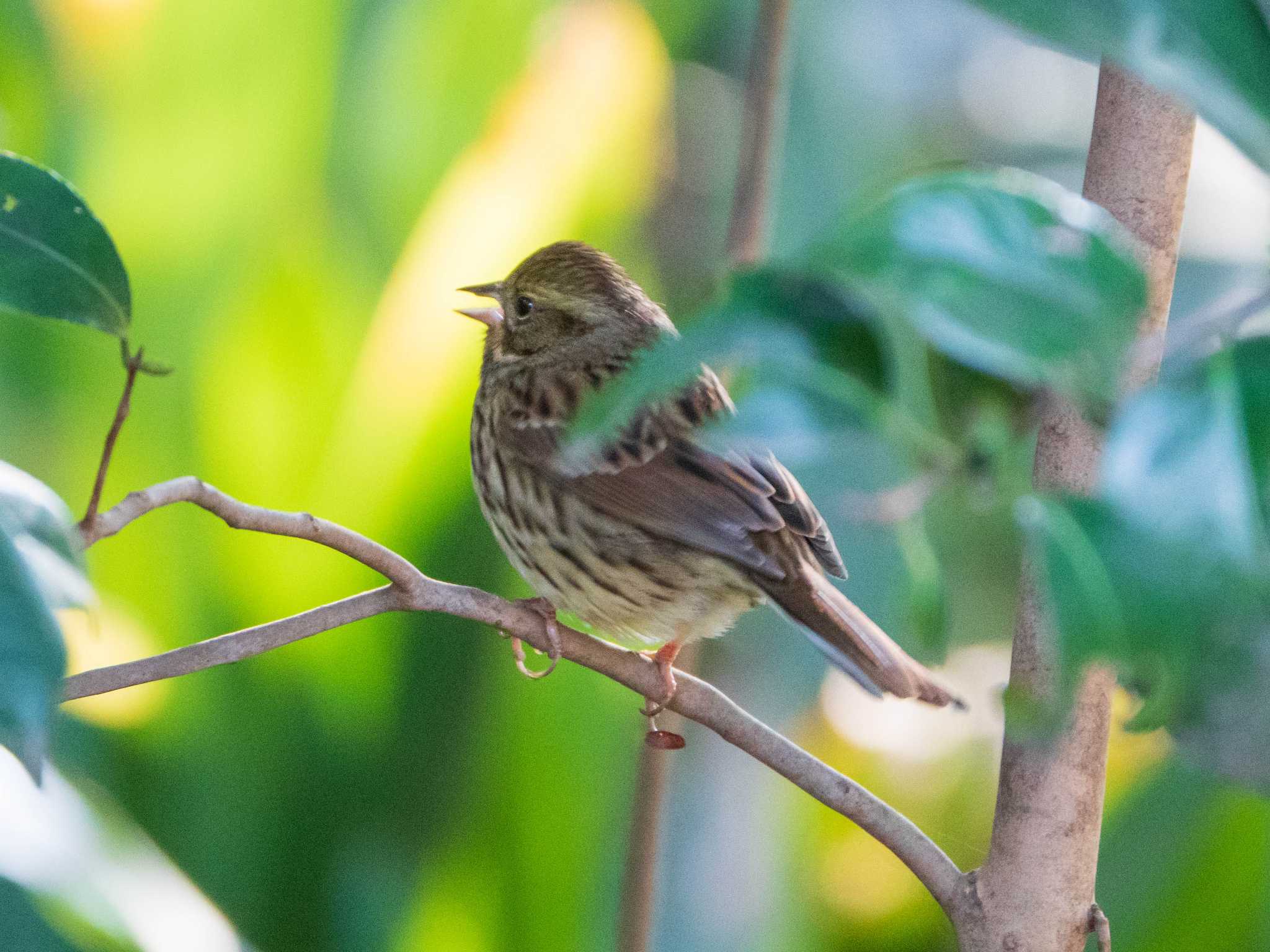 Photo of Masked Bunting at Rikugien Garden by ryokawameister