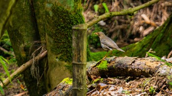 Japanese Thrush 栗東市 Wed, 6/5/2024