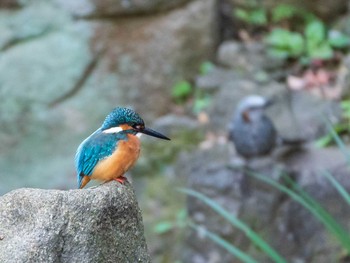 2019年1月13日(日) 六義園の野鳥観察記録