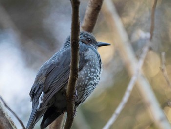 Brown-eared Bulbul Rikugien Garden Sun, 1/13/2019