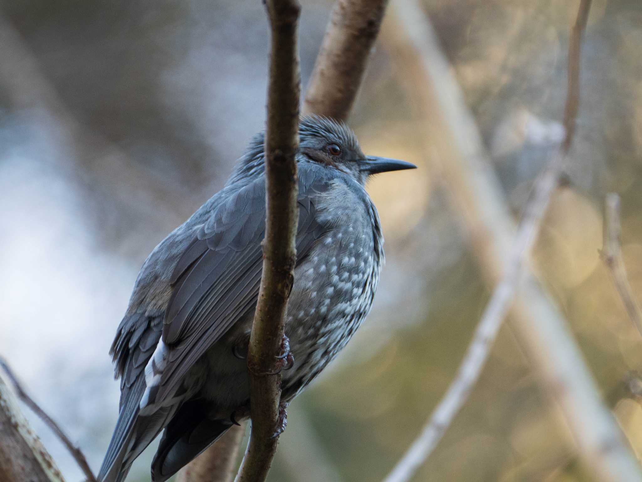 六義園 ヒヨドリの写真 by ryokawameister