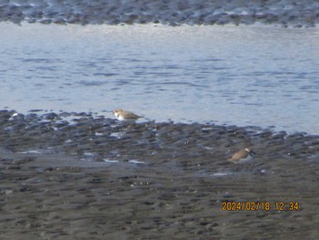 Kentish Plover Sambanze Tideland Sun, 2/18/2024