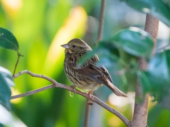 Masked Bunting Rikugien Garden Sun, 1/13/2019