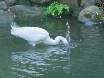 Little Egret Rikugien Garden Sun, 1/13/2019