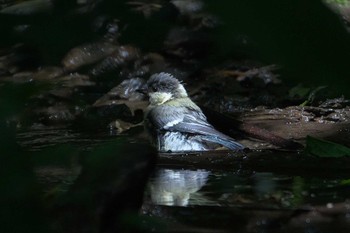 2024年6月5日(水) 池子の森自然公園の野鳥観察記録