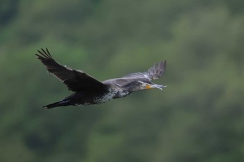 カワウ 長野 2024年6月1日(土)