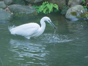 コサギ 六義園 2019年1月13日(日)