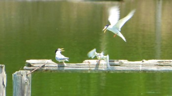 Wed, 6/5/2024 Birding report at 奈良県