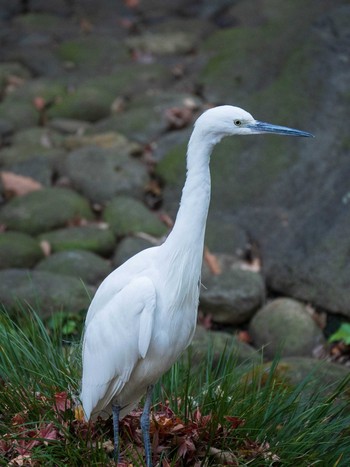 Little Egret Rikugien Garden Sun, 1/13/2019