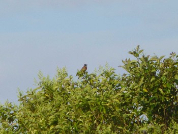 2024年6月5日(水) 江戸川河川敷(里見公園〜柳原水門)の野鳥観察記録