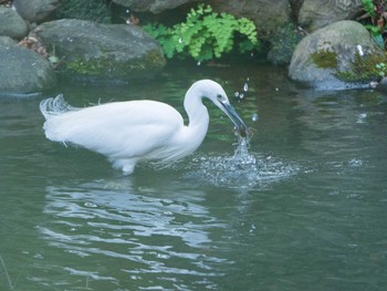 Little Egret Rikugien Garden Sun, 1/13/2019