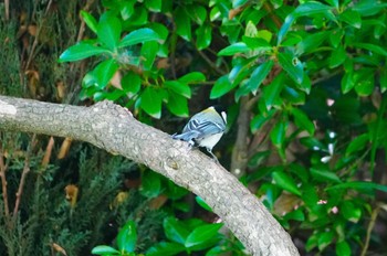 2024年6月5日(水) 大阪城公園の野鳥観察記録