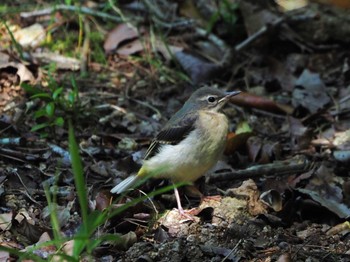 Grey Wagtail 姫路市自然観察の森 Wed, 6/5/2024