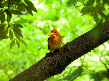 アカショウビン 大阪城公園 2024年6月5日(水)