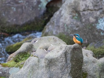 カワセミ 六義園 2019年1月13日(日)