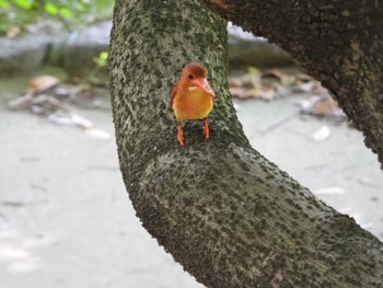 アカショウビン 大阪城公園 2024年6月5日(水)