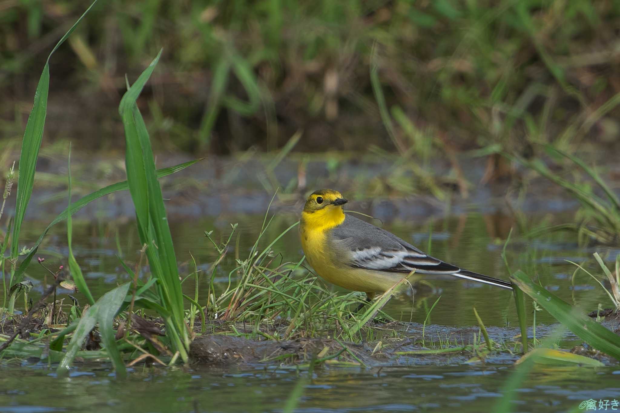 Citrine Wagtail